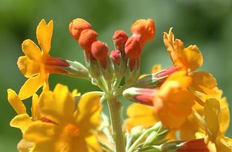 Primula bulleyana