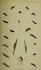 Fig. 3 larvae after last moult