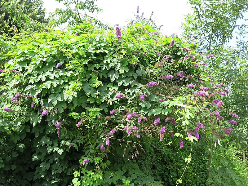 File:Buddleia de la coulée verte de Colombes.jpg