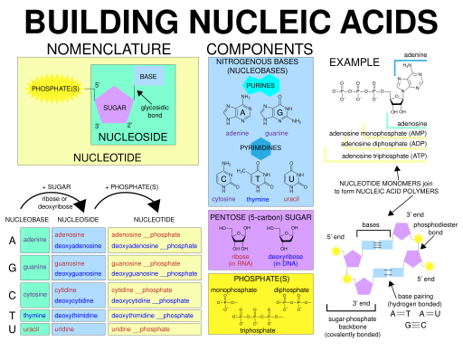 File:Building nucleic acids SVG.svg