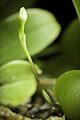 Bulbophyllum physometrum