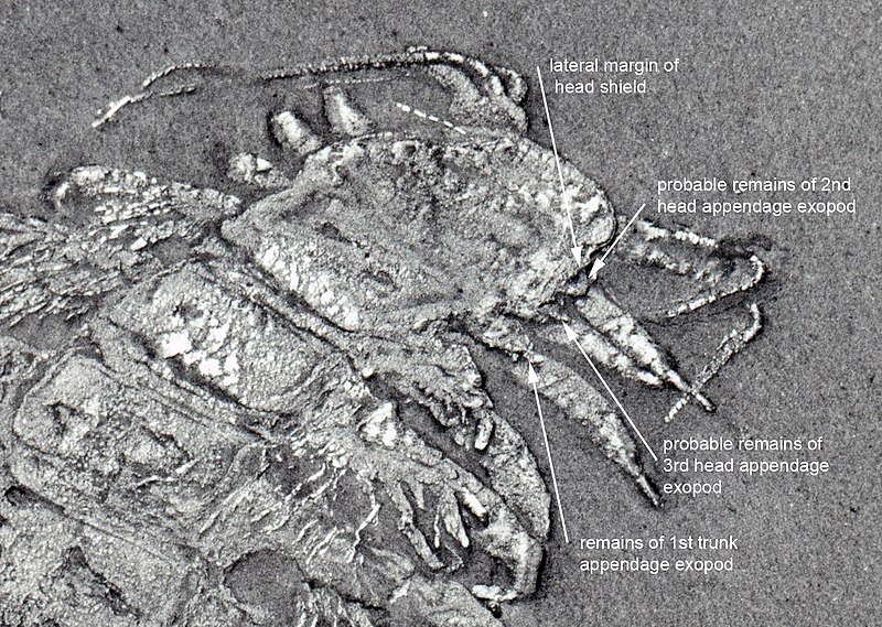 File:Bundenbachiellus Eschenbachiellus closeup.jpg