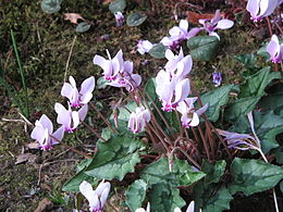 Cyclamen Hederifolium: Descripción, Hábitat y distribución, Propiedaes