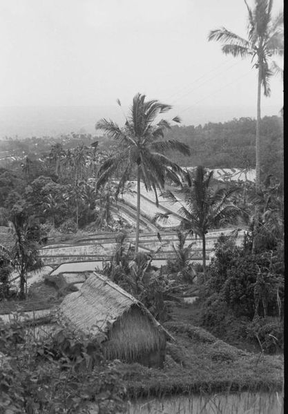 File:COLLECTIE TROPENMUSEUM Rijstterrassen TMnr 10029758.jpg