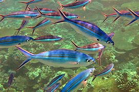 Variable-lined fusilier (Caesio varilineata) and dark-banded fusilier (Pterocaesio tile)