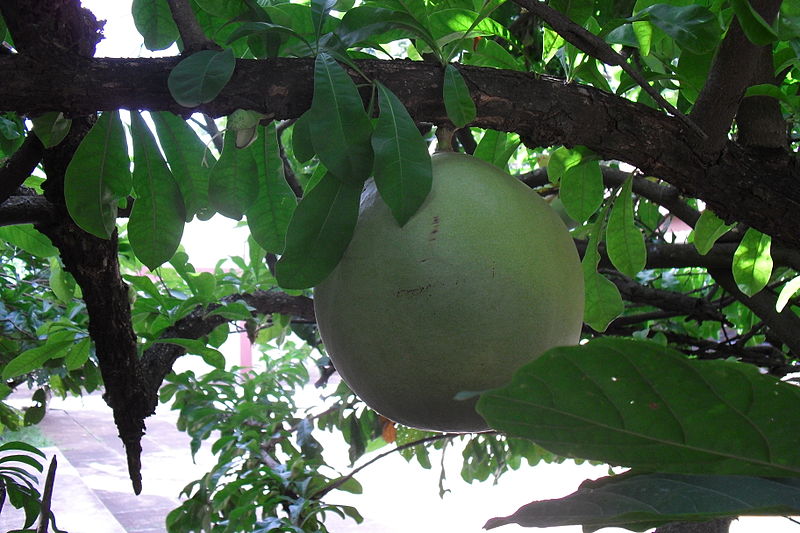 File:Calabash.JPG