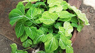 <i>Caladium</i>