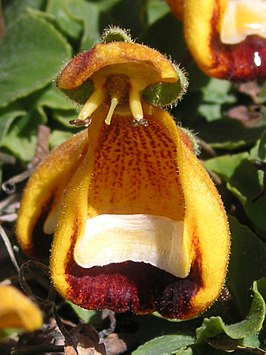 Calceolaria uniflora