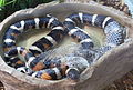 California Mountain King Snake Shedding Its Skin.jpg