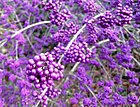 Callicarpa (Beautyberry) at Streissguth Garden in Winter - Flickr - brewbooks.jpg