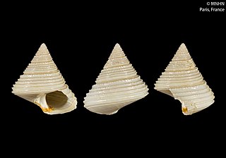 <i>Calliostoma cochlias</i> Species of gastropod