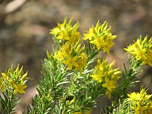 Calytrix aurea.jpg