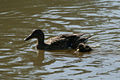 Canard sur le Clain a Poiriers