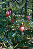 Cape Cod National Seashore CACO3215.jpg