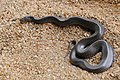 Cape Wolf Snake (Lycophidion capense) (16793721736).jpg