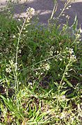 Lutukka (Capsella bursa-pastoris)