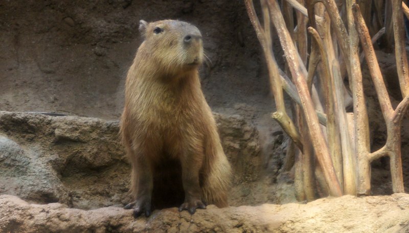 File:Capybara (DSC02452).jpg