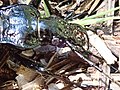 Carabus arcadicus