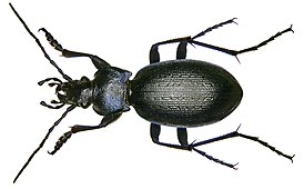 Carabus problematicus.jpg