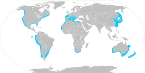 Carcharodon carcharias distmap.svg