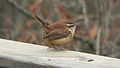 South Carolina state bird