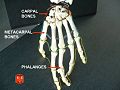 Carpal bones detailed.