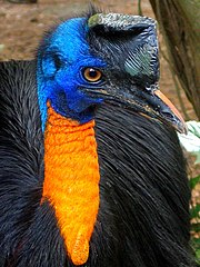 Casuarius unappendiculatus -Northern Cassowary -oblique front.jpg