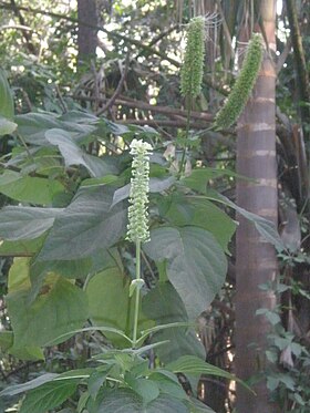 Catoferia chiapensis