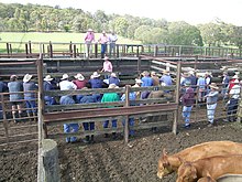 Grass-fed cattle at auction, Walcha, NSW Cattle sale.jpg