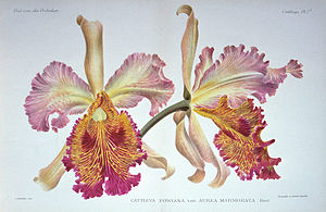 Cattleya dowiana var. aurea