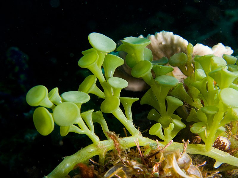 File:Caulerpa racemosa algae.jpg