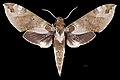 * Nomination Eumorpha anchemolus -Dorsal side - Female. By User:Archaeodontosaurus --Olivier LPB 07:56, 2 July 2018 (UTC) * Promotion  SupportGood quality.--Pierre André Leclercq 13:07, 2 July 2018 (UTC)