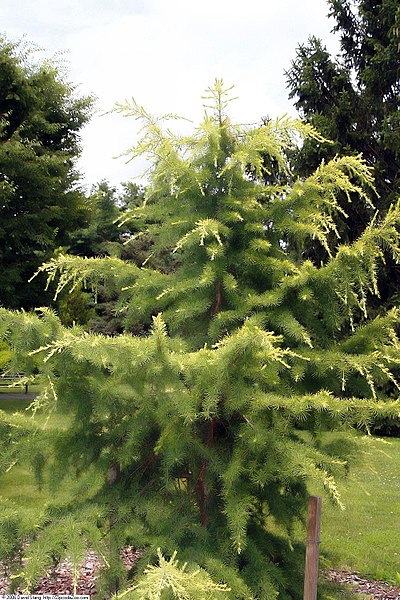 File:Cedrus atlantica Aurea 3zz.jpg