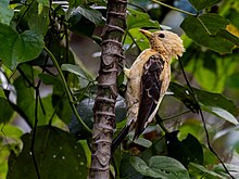 Celeus flavus Cream-colored Woodpecker (female); Santana, Amapa, Brazil.jpg