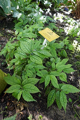 <i>Celtis gomphophylla</i> Species of plant