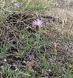 Onbeleefd knapweed.jpg