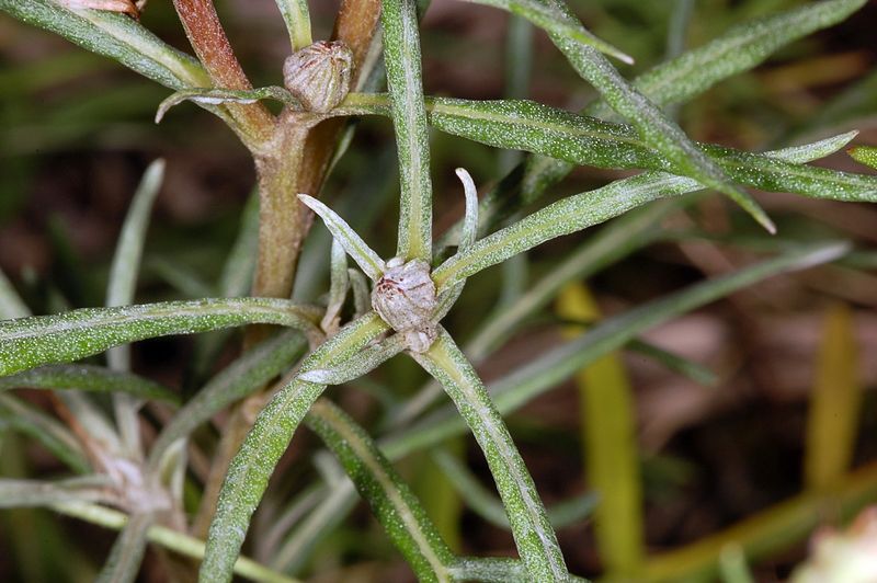 File:Centaurea fg04.jpg