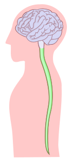 Archivo:Central nervous system 2.svg - Vikidia