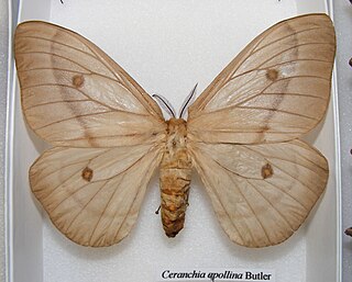 <i>Ceranchia</i> Genus of moths