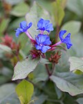 Vignette pour Ceratostigma plumbaginoides