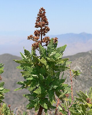 <i>Chamaebatiaria</i> Genus of flowering plants