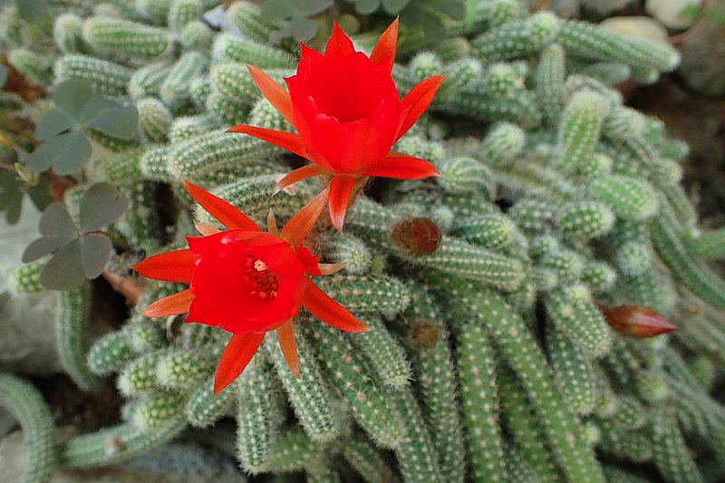 File:Chamaecereus silvestrii kz01.jpg