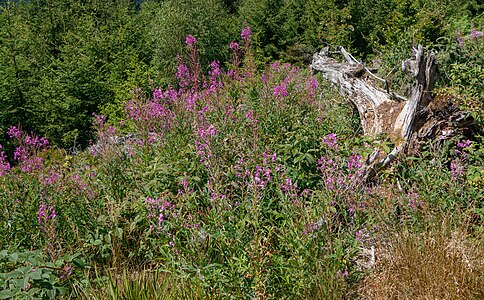 Chamaenerion angustifolium Habitus