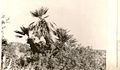 Chamaerops humilis arborescent oued Mellah Sidi-Bouchaïb