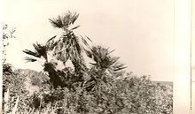 Chamaerops humilis Oued Mellah, kouba de Sidi-Bouchaïb (Maroc)