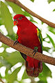 Chattering-Lory---Lorius-garrulus.jpg