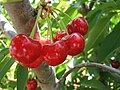 Vyšnios vaisiai
