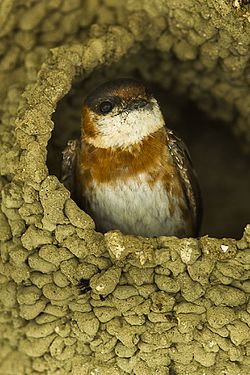 Chestnut-collared Swallow - South Ecuador S4E9881 (16978771121).jpg
