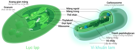 Tập_tin:Chloroplast-cyanobacterium_comparison_vi.svg