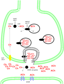 synthesis and transportation of ACh in cells Cholinergic enzymes and transporters.png